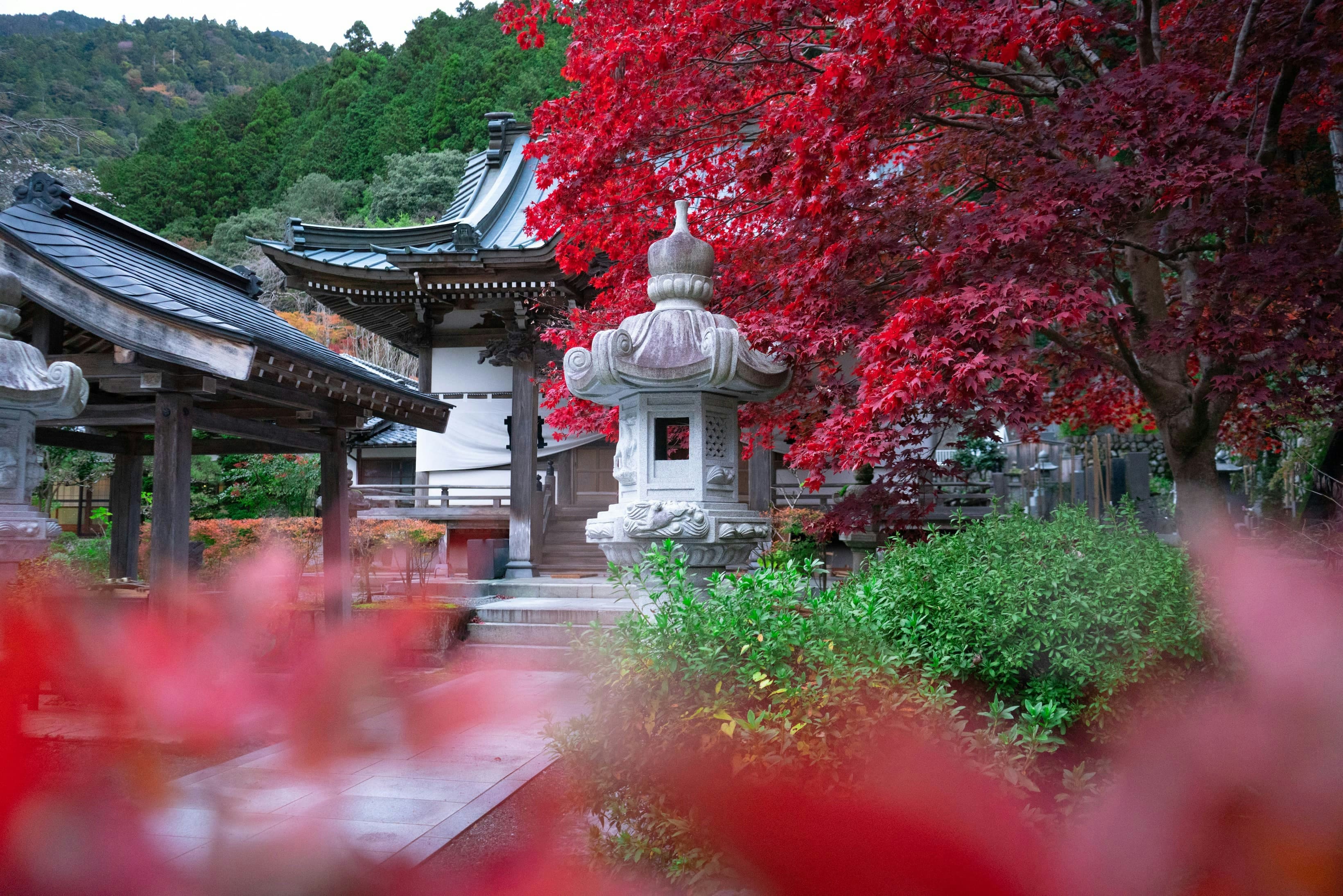 伝統的な茶道の風景